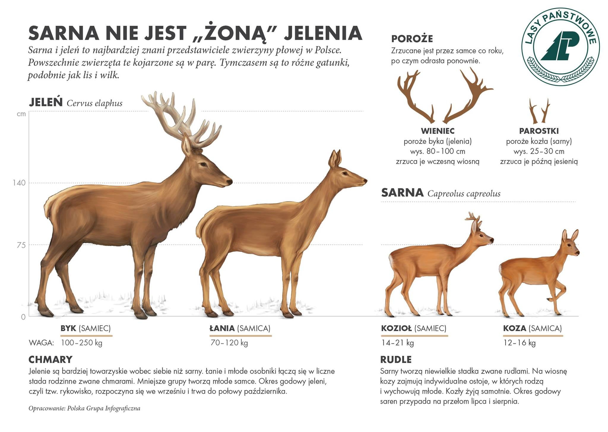 Infografika Lasy PAŃSTWOWE - Jeleń czy Sarna?